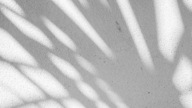 Black and White abstract background texture of shadows leaf on a concrete wall. stock photo