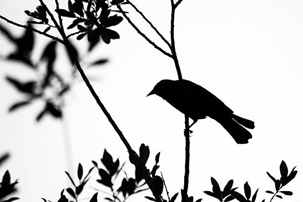 Black and White Blackbird Silhoutte stock photo