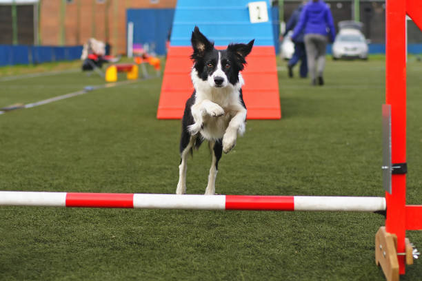 zwart-wit border collie hond springen over een hindernis tijdens de agility wedstrijd - agility stockfoto's en -beelden