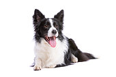 border collie dog in front of a white background
