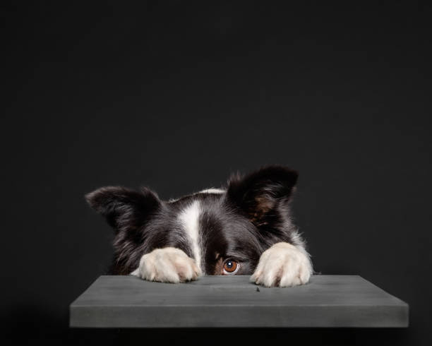 Black and white border collie hiding behind grey stool Adorable collie dog hiding behind a grey stool fear stock pictures, royalty-free photos & images