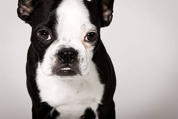 Black and White Boston Terrier Puppy Dog stock photo
