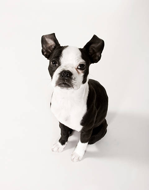 Black and White Boston Terrier Puppy Dog stock photo