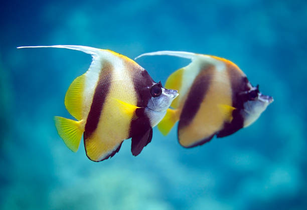 Black and White Butterflyfish stock photo