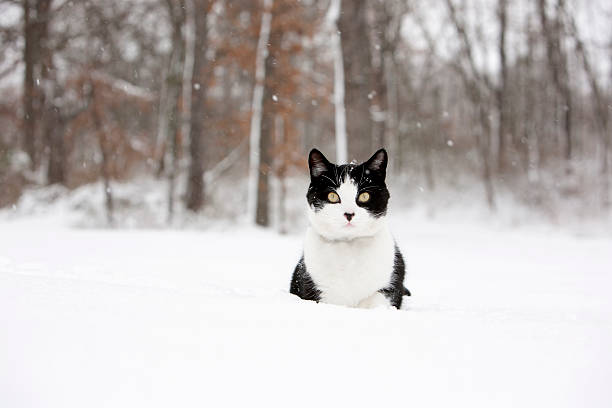 black and white cat in snow storm - cat snow bildbanksfoton och bilder
