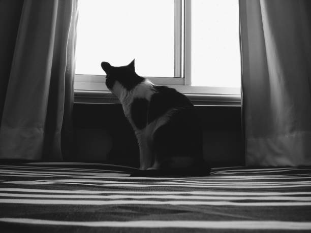 Black and white cat in the window Black and white photograph of cat sitting on the bed looking at the window alcove window seat stock pictures, royalty-free photos & images