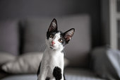 istock Black and white color cat looking at camera curiosity. 1336021035