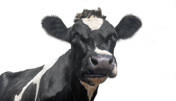 A black and white dairy cow portrait A black and white dairy cow isolated on a white background dairy cattle stock pictures, royalty-free photos & images