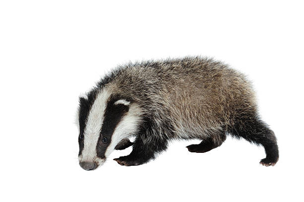 A black and white Eurasian badger looking at camera on white stock photo