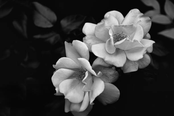 Black and White Garden Roses stock photo