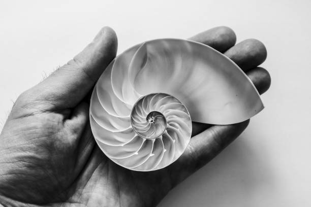 Black and white image of a male hand holding an open Nautilus shell. stock photo