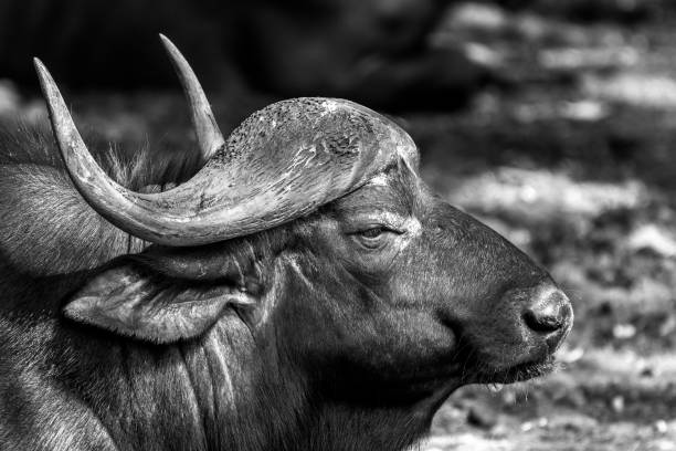 Black and white image of african water buffalo stock photo