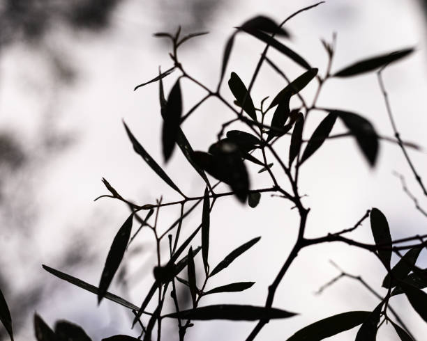 Black and white leaves and sky stock photo
