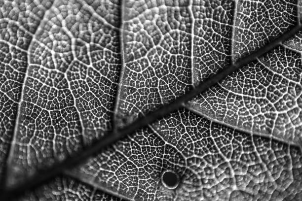Black and white macro photo of leaf skeleton with a hole stock photo