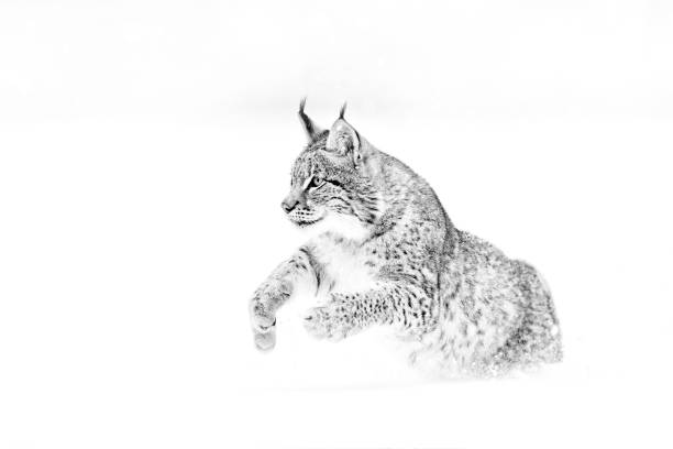 Black and white nature art. Cute big cat in habitat, cold condition. Snowy forest with beautiful animal wild lynx, Poland. Eurasian Lynx running, wild cat in the forest with snow. Black and white nature art. Cute big cat in habitat, cold condition. Snowy forest with beautiful animal wild lynx, Poland. Eurasian Lynx running, wild cat in the forest with snow. bobcat stock pictures, royalty-free photos & images
