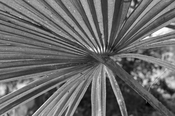 Black and white palm tree leaves against dark natural background. stock photo