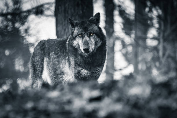 black and white portrait of wolf looking at camera stock photo