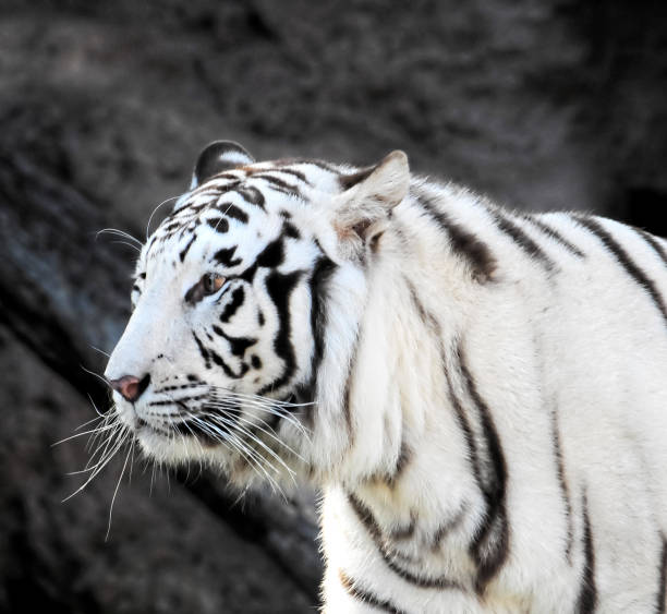 Black and White Striped Tiger stock photo
