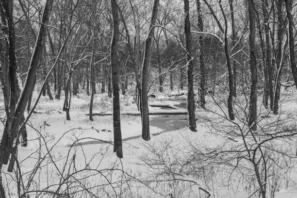 Black and white winter forest landscape stock photo