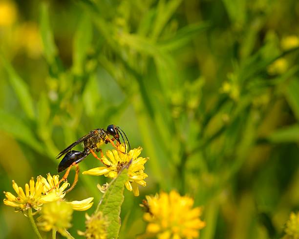 Black and Yellow Mud Dauber Feeding A Black and Yellow Mud Dauber,Sceliphron caementarium, feeds on the nectar of a yellow tubular flower, I don't know the name. mud dauber wasp stock pictures, royalty-free photos & images