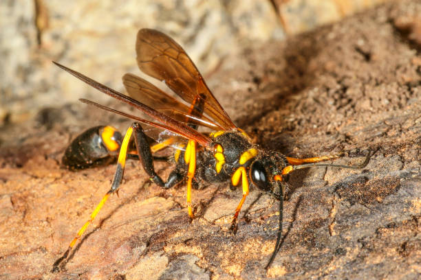 Black and Yellow Mud Dauber A Black and Yellow Mud Dauber photographed in Kentucky. mud dauber wasp stock pictures, royalty-free photos & images