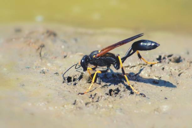 Black and Yellow Mud Dauber Wasp making mud ball to build its nest mud dauber wasp stock pictures, royalty-free photos & images