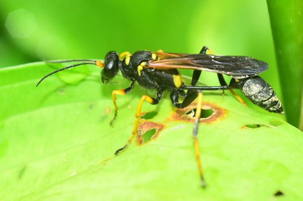 Black and Yellow Mud Dauber Wasp A black and yellow mud dauber wasp walks on the leaf of a hosta plant. mud dauber wasp stock pictures, royalty-free photos & images