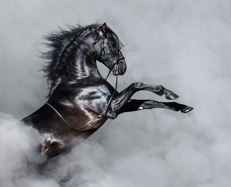Black Andalusian horse rearing in smoke.