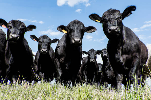 Black Angus herd - low angle Black Angus bull and heifers shot close up from a low angle with blue sky background beef cattle stock pictures, royalty-free photos & images