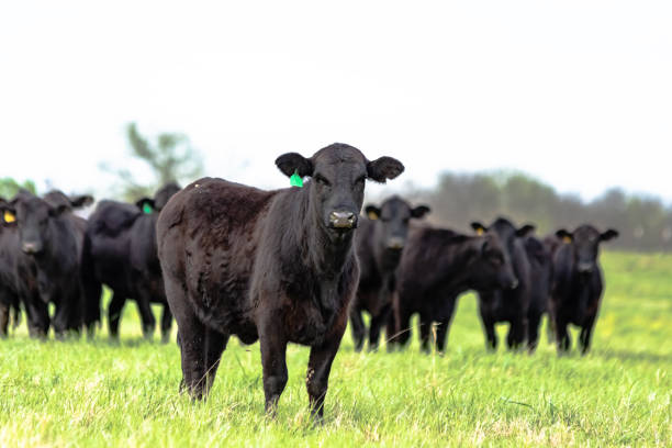 Black Angus herd with heifer in front in focus Black Angus heifer standing in the foreground with the rest of the herd standing behind her out of focus with blank area for copy above. beef cattle stock pictures, royalty-free photos & images