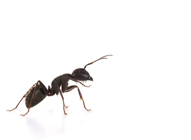 Black Ant - Macro stock photo