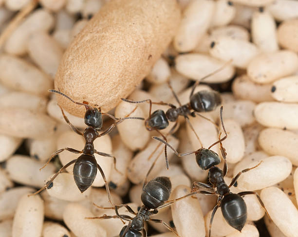 Black ant (Lasius niger) rescuing larva stock photo