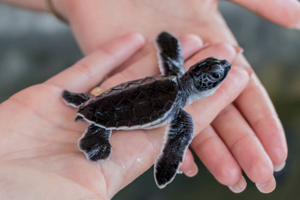 Black baby turtle on hands. stock photo