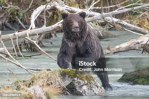 istock Black Bear climbing on a river rock to view surroundings 1384896923
