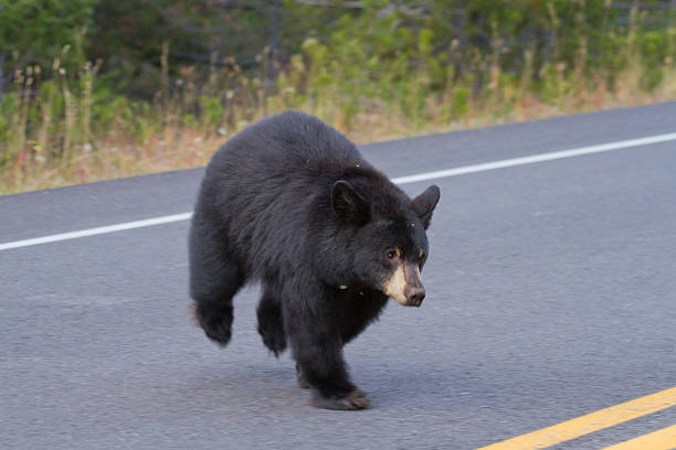Black Bear Crossing Road stock photo