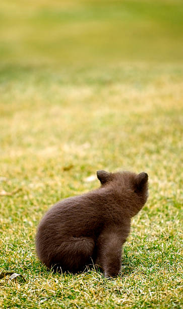 Black Bear (Ursus americanus) Cub Behind stock photo