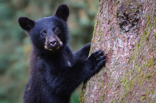 Black Bear Cub Close Up Looking at Camera Climbing Tree stock photo