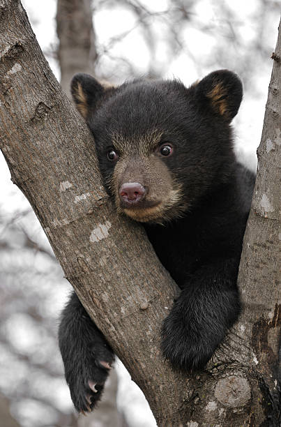 Black Bear (Ursus americanus) Cub Hangs in Tree stock photo
