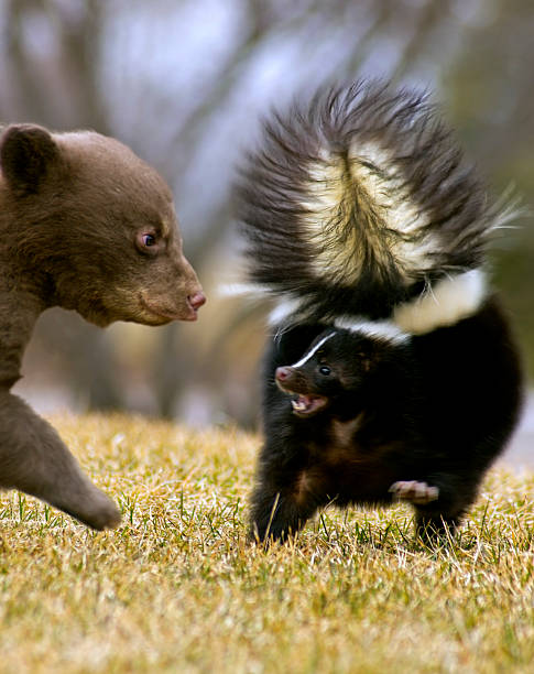 Black Bear Cub Threatens Striped Skunk with Motion blur stock photo