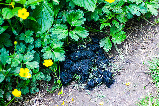 Black bear dropping on the hiking path Black bear dropping on the hiking path in Forillon National Park, Gaspe Peninsula, Quebec bear scat photo stock pictures, royalty-free photos & images