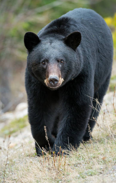 Black bear in the Rocky Mountains stock photo