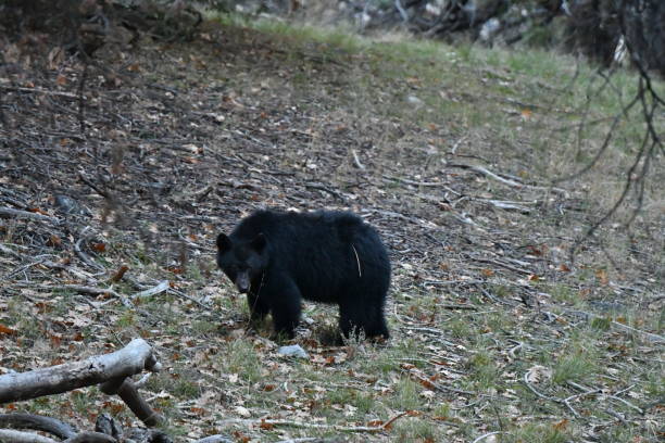 Black Bear Looking at Viewer Yosemite National Park steven harrie stock pictures, royalty-free photos & images