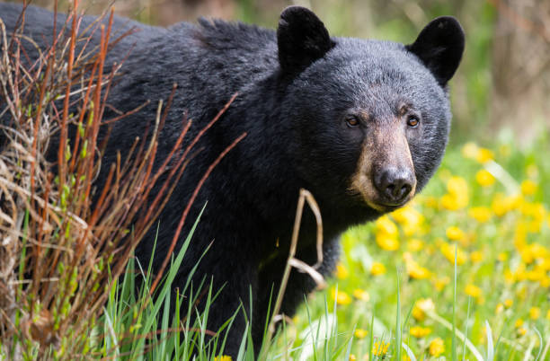 Black bear stock photo