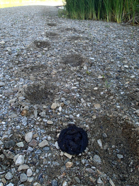 Black Bear Scat and Tracks Black bear scat and tracks - Piru Creek - Ventura County, CA bear scat photo stock pictures, royalty-free photos & images
