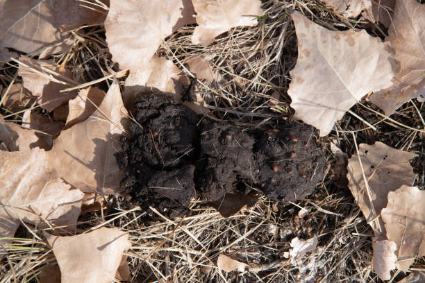 Black bear scat Black bear scat in Waterton Canyon recreation area near Denver. Photo as sample for identity purposes. bear scat photo stock pictures, royalty-free photos & images