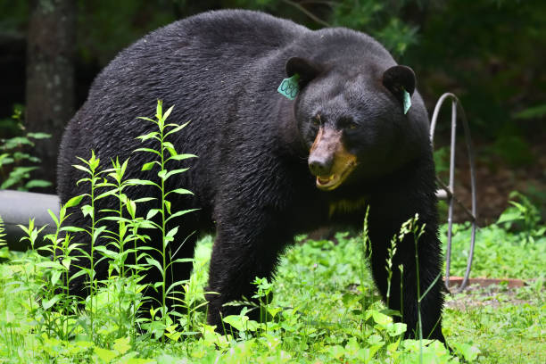 Black bear with ear tags stock photo