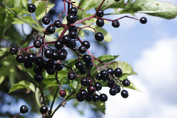Black berries elderberry cluster Sambucus nigra with sky stock photo