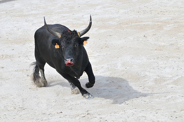 Black bull with bleeding muzzle preparing to charge Black bull with bleeding muzzle preparing to charge towards camera bull animal stock pictures, royalty-free photos & images