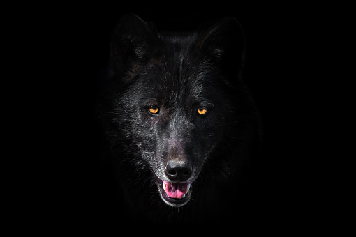 Portrait of a beautiful black canadian timberwolf in a zoo with a dark background.