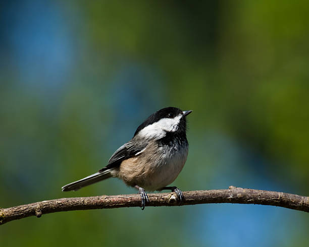 Black Capped Chickadee Perched on a Branch In Western Washington State the Black Capped Chickadee (Poecile atricapillus) is a year-round resident. The chickadee is bold, gregarious and not a bit shy of humans. Their call is a distinctive chick-a-dee-dee-dee. This chickadee was photographed in Edgewood, Washington State, USA. jeff goulden chickadee stock pictures, royalty-free photos & images